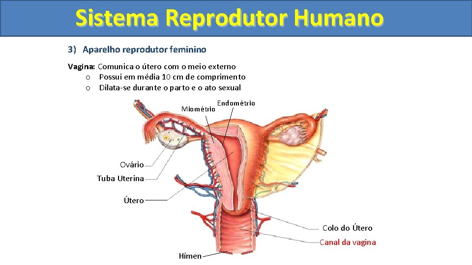 Sistema. Reprodutor. Humano 3) Aparelho reprodutor feminino Vagina: Comunica o útero com o meio