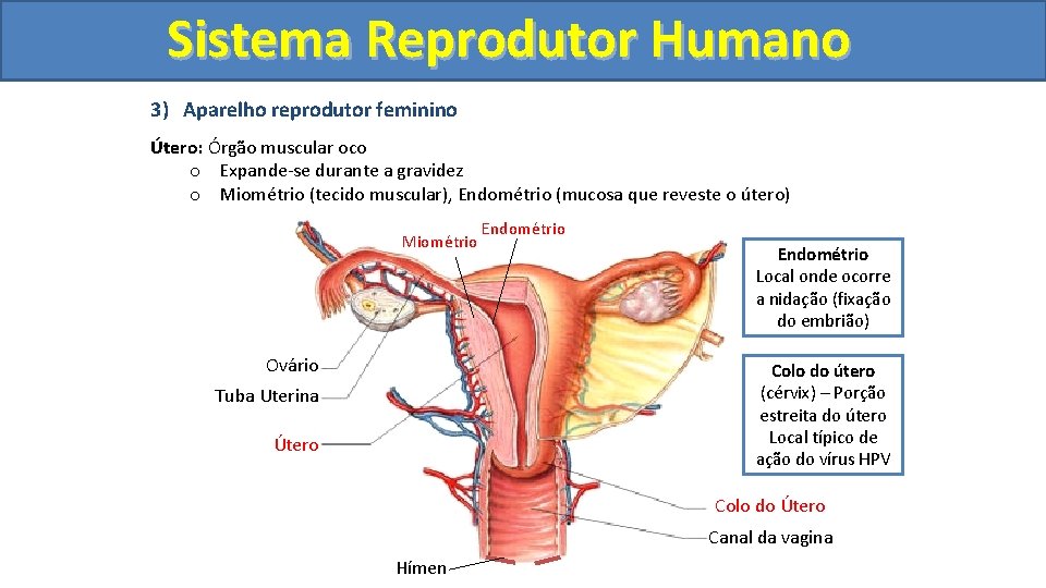Sistema. Reprodutor. Humano 3) Aparelho reprodutor feminino Útero: Órgão muscular oco o Expande-se durante