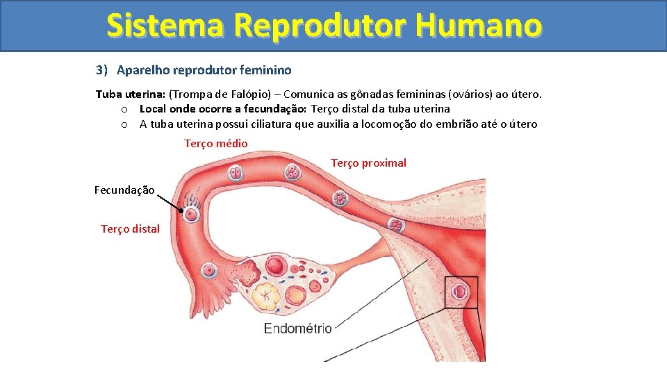 Sistema. Reprodutor. Humano 3) Aparelho reprodutor feminino Tuba uterina: (Trompa de Falópio) – Comunica
