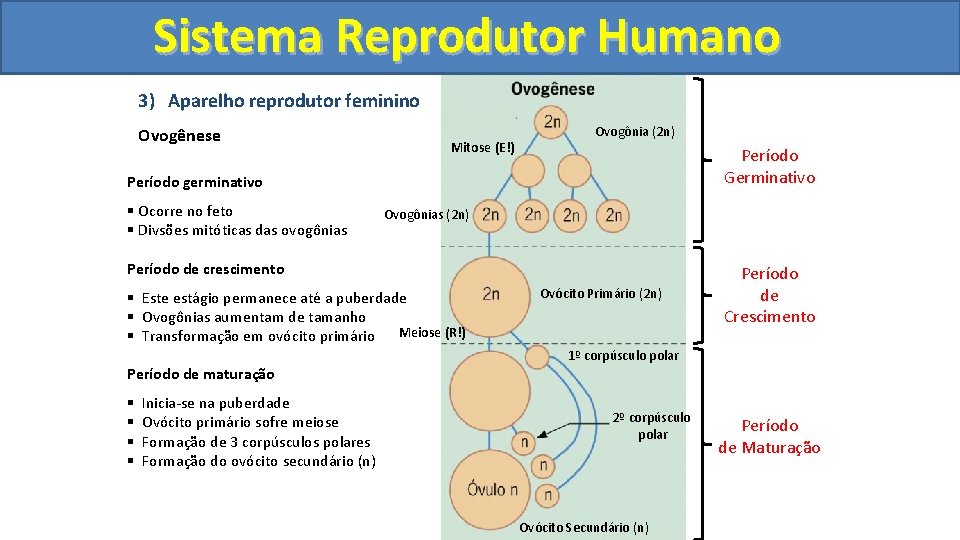 Sistema. Reprodutor. Humano 3) Aparelho reprodutor feminino Ovogênese Mitose (E!) Ovogônia (2 n) Período