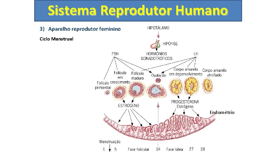 Sistema Reprodutor Humano 3) Aparelho reprodutor feminino Ciclo Menstrual Endométrio 