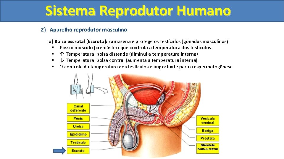Sistema. Reprodutor. Humano 2) Aparelho reprodutor masculino a) Bolsa escrotal (Escroto): Armazena e protege