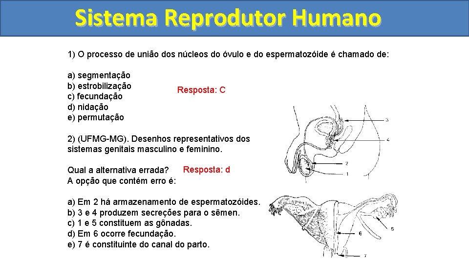 Sistema. Reprodutor. Humano 1) O processo de união dos núcleos do óvulo e do