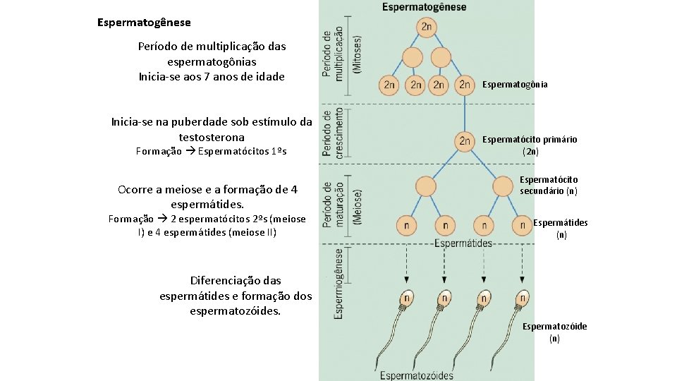 Espermatogênese Período de multiplicação das espermatogônias Inicia-se aos 7 anos de idade Inicia-se na