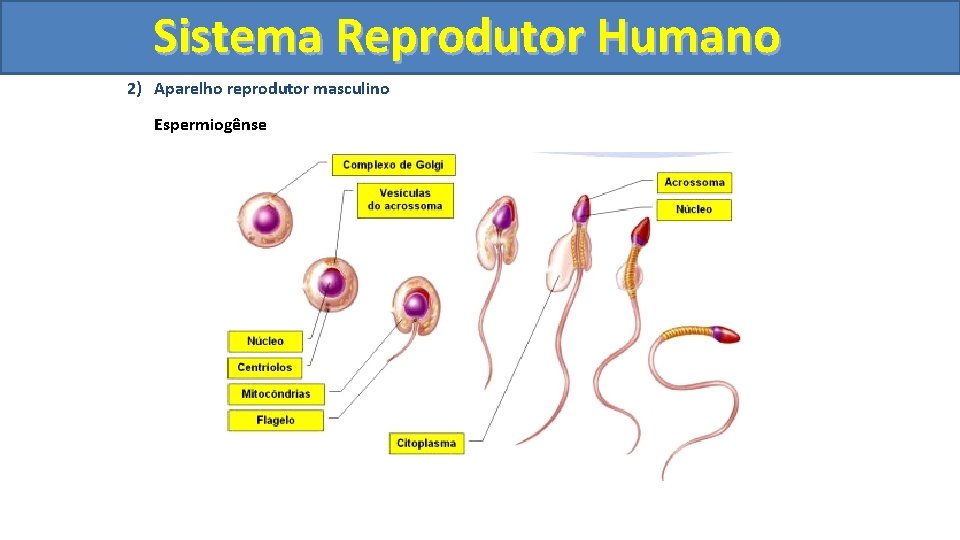 Sistema. Reprodutor. Humano 2) Aparelho reprodutor masculino Espermiogênse 