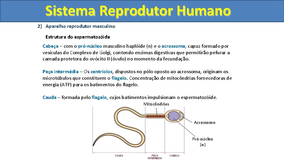Sistema. Reprodutor. Humano 2) Aparelho reprodutor masculino Estrutura do espermatozóide Cabeça – com o