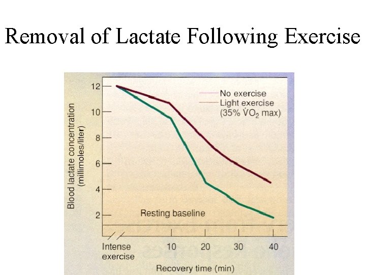 Removal of Lactate Following Exercise 
