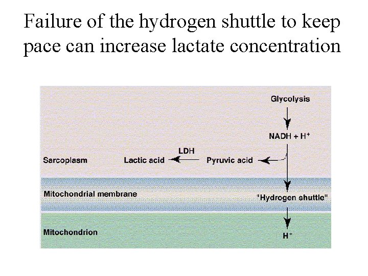 Failure of the hydrogen shuttle to keep pace can increase lactate concentration 