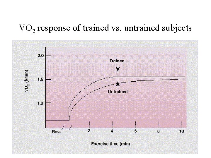 VO 2 response of trained vs. untrained subjects 