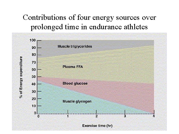 Contributions of four energy sources over prolonged time in endurance athletes 