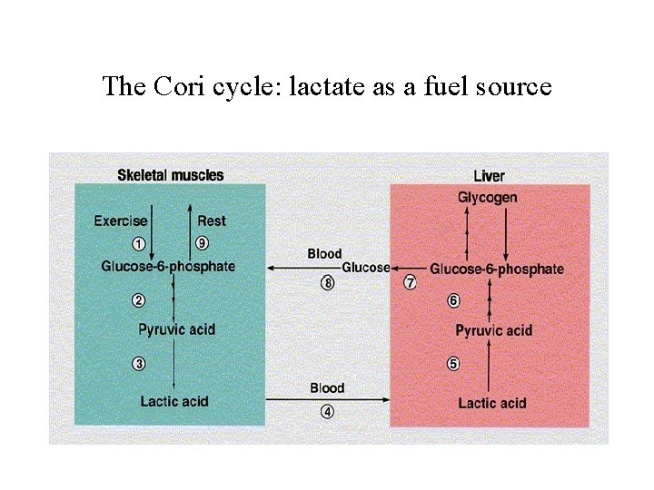The Cori cycle: lactate as a fuel source 
