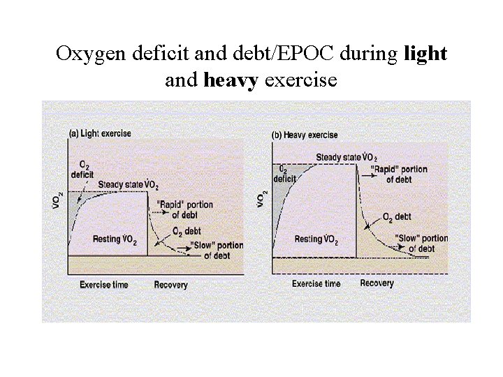 Oxygen deficit and debt/EPOC during light and heavy exercise 