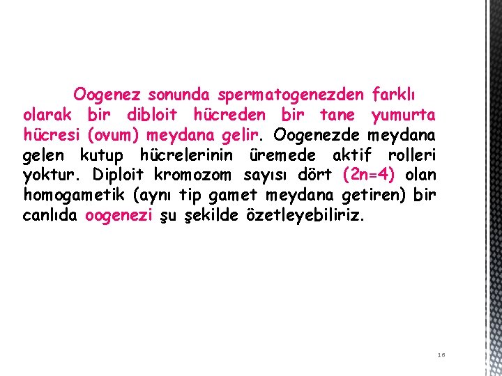 Oogenez sonunda spermatogenezden farklı olarak bir dibloit hücreden bir tane yumurta hücresi (ovum) meydana