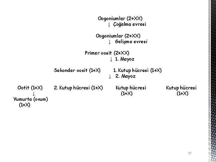 Oogoniumlar (2+XX) ↓ Çoğalma evresi Oogoniumlar (2+XX) ↓ Gelişme evresi Primer oosit (2+XX) ↓