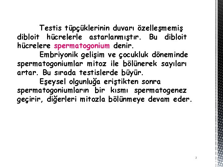 Testis tüpçüklerinin duvarı özelleşmemiş dibloit hücrelerle astarlanmıştır. Bu dibloit hücrelere spermatogonium denir. Embriyonik gelişim