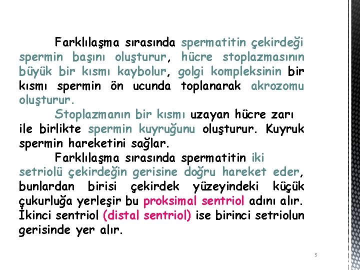 Farklılaşma sırasında spermatitin çekirdeği spermin başını oluşturur, hücre stoplazmasının büyük bir kısmı kaybolur, golgi