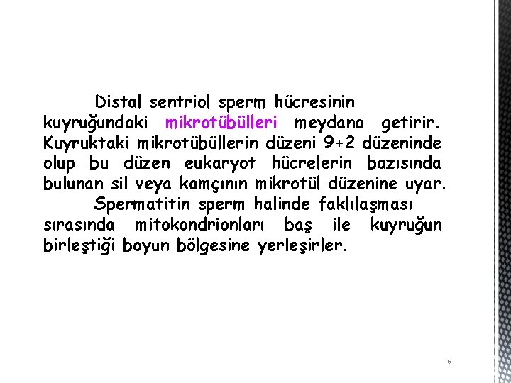 Distal sentriol sperm hücresinin kuyruğundaki mikrotübülleri meydana getirir. Kuyruktaki mikrotübüllerin düzeni 9+2 düzeninde olup