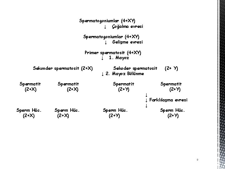 Spermatogoniumlar (4+XY) ↓ Çoğalma evresi Spermatogoniumlar (4+XY) ↓ Gelişme evresi Primer spermatosit (4+XY) ↓