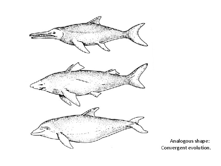 Analogous shape: Convergent evolution. 