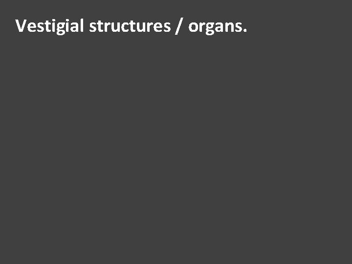 Vestigial structures / organs. 