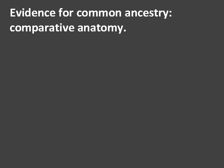 Evidence for common ancestry: comparative anatomy. Evidence for common ancestry: comparative anatomy.