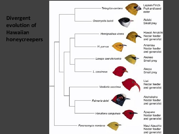 Divergent evolution of Hawaiian honeycreepers Divergent evolution of Hawaiian honeycreepers