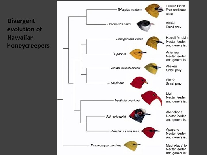 Divergent evolution of Hawaiian honeycreepers 