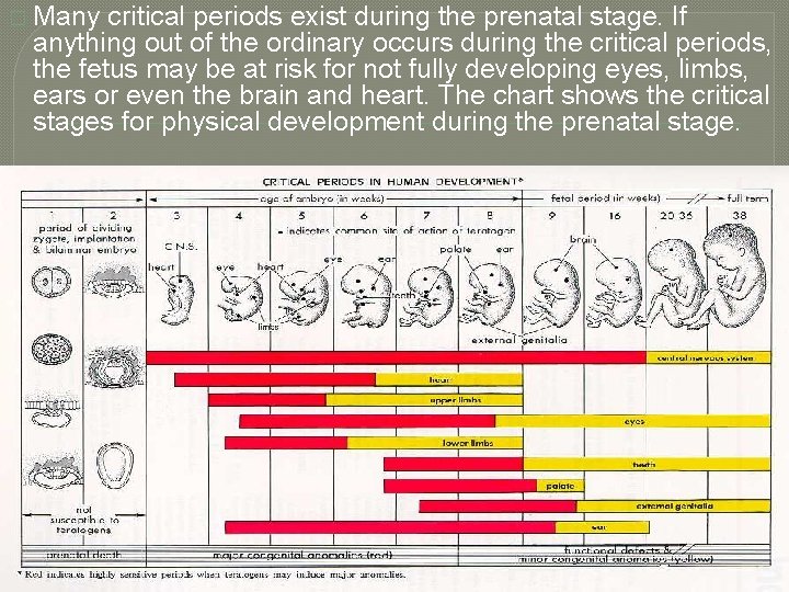 � Many critical periods exist during the prenatal stage. If anything out of the