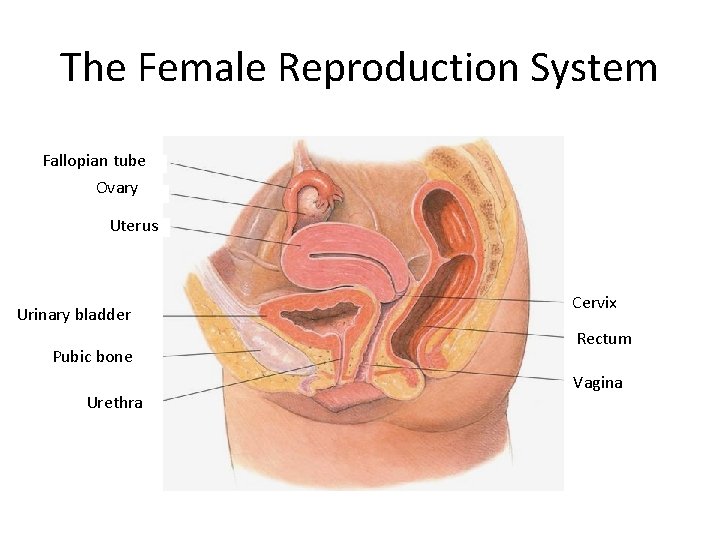 The Female Reproduction System Fallopian tube Ovary Uterus Urinary bladder Pubic bone Urethra Cervix