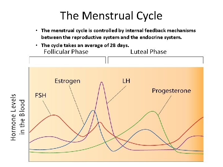 The Menstrual Cycle • The menstrual cycle is controlled by internal feedback mechanisms between