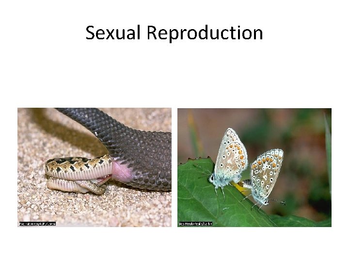 Sexual Reproduction 