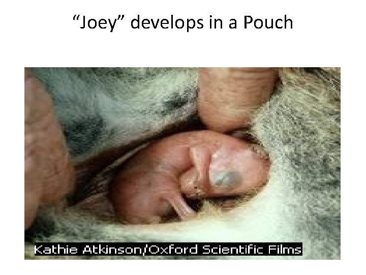“Joey” develops in a Pouch 