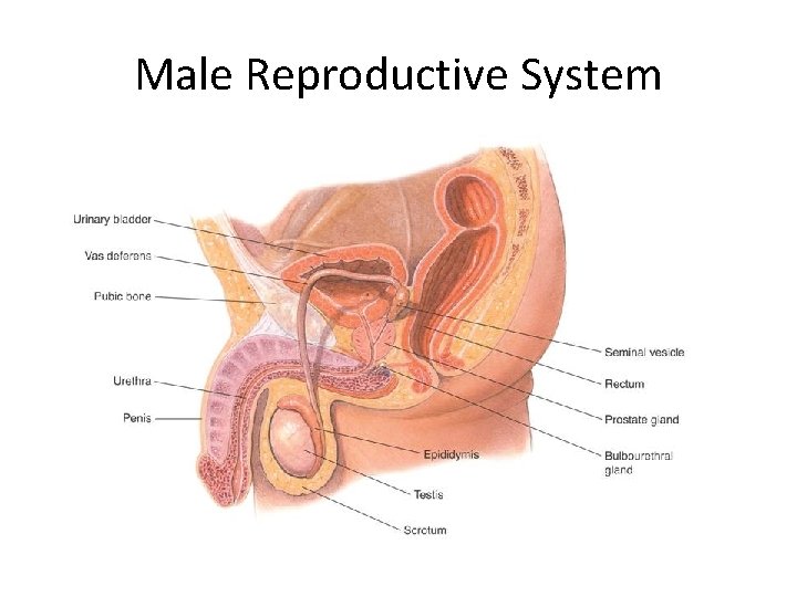 Male Reproductive System 