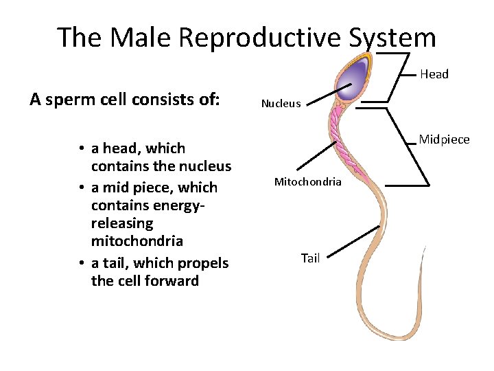 The Male Reproductive System Head A sperm cell consists of: • a head, which