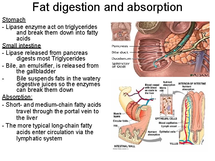 Fat digestion and absorption Stomach - Lipase enzyme act on triglycerides and break them