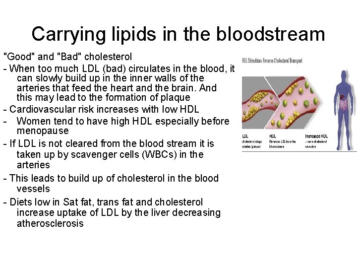 Carrying lipids in the bloodstream "Good" and "Bad" cholesterol - When too much LDL
