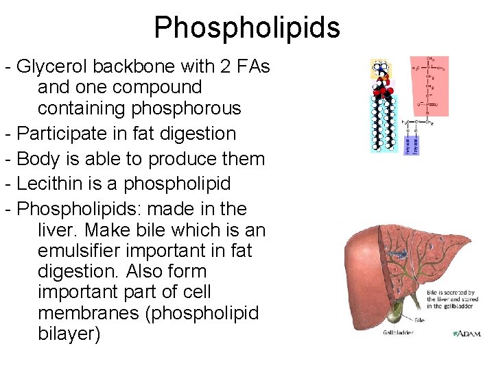 Phospholipids - Glycerol backbone with 2 FAs and one compound containing phosphorous - Participate