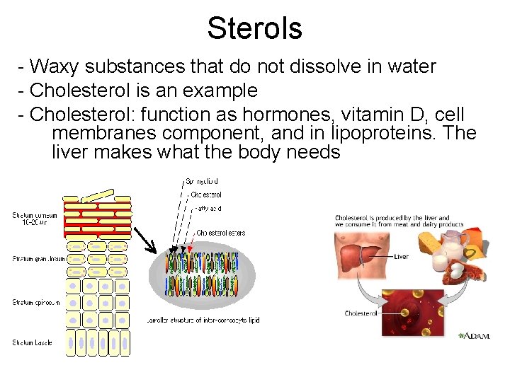 Sterols - Waxy substances that do not dissolve in water - Cholesterol is an