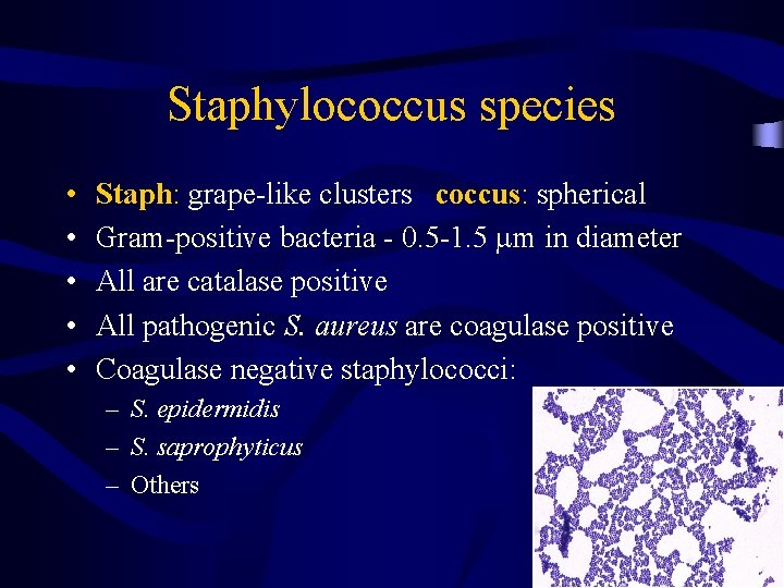 Staphylococcus species • • • Staph: grape-like clusters coccus: spherical Gram-positive bacteria - 0.
