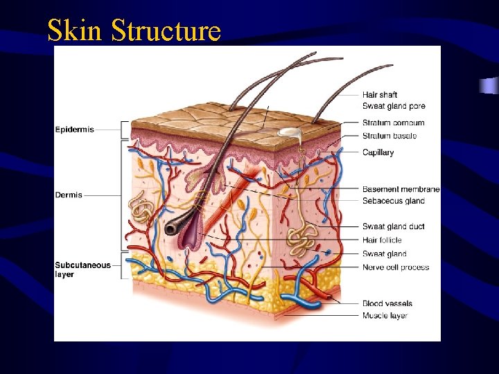 Skin Structure 