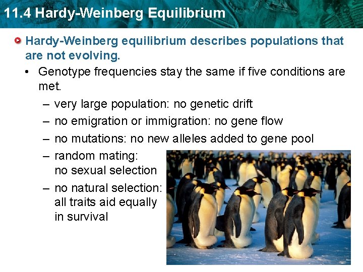 11. 4 Hardy-Weinberg Equilibrium Hardy-Weinberg equilibrium describes populations that are not evolving. • Genotype