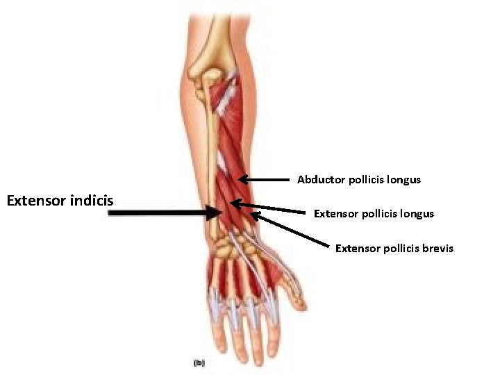 Abductor pollicis longus Extensor indicis Extensor pollicis longus Extensor pollicis brevis 