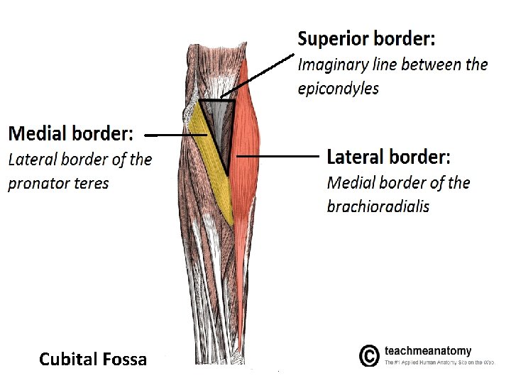 Cubital Fossa 