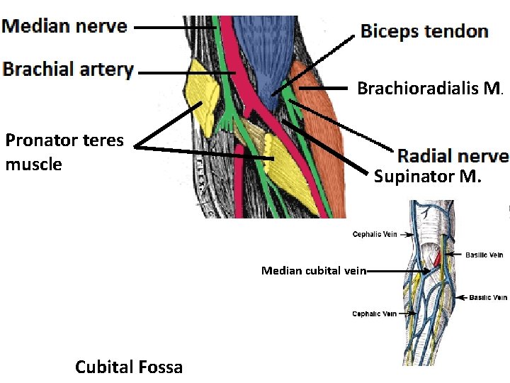 Brachioradialis M. Pronator teres muscle Supinator M. Median cubital vein Cubital Fossa 