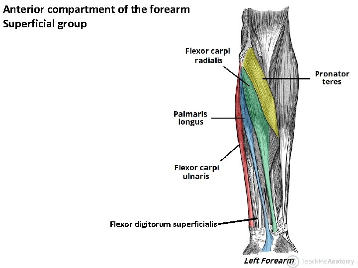 Anterior compartment of the forearm Superficial group Flexor digitorum superficialis 