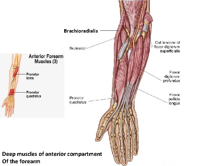 Brachioradialis Deep muscles of anterior compartment Of the forearm 
