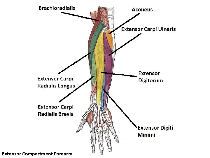 Extensor Compartment Forearm 