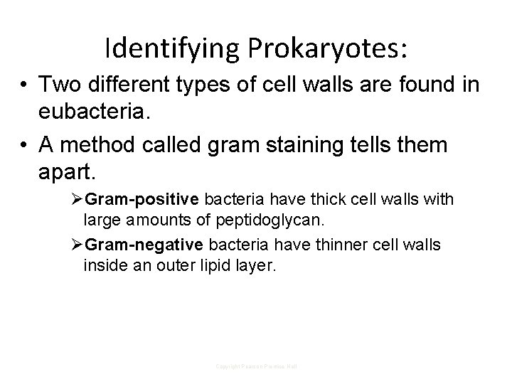 Identifying Prokaryotes: • Two different types of cell walls are found in eubacteria. •