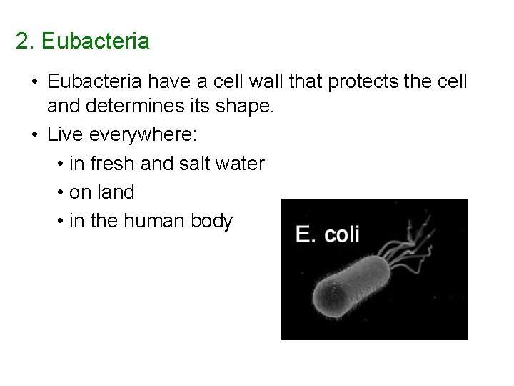 2. Eubacteria • Eubacteria have a cell wall that protects the cell and determines