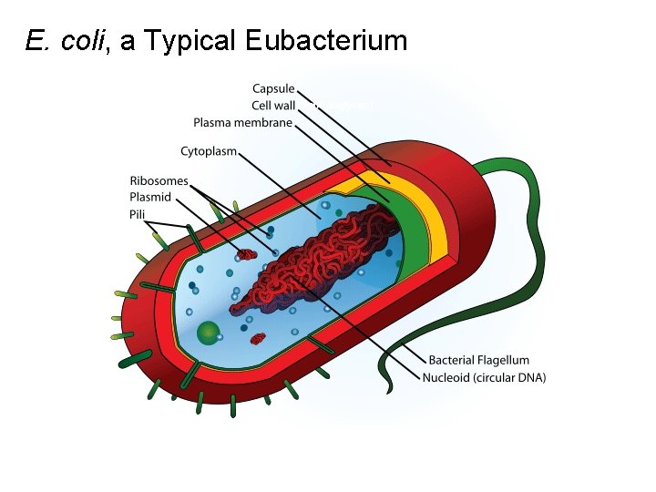 E. coli, a Typical Eubacterium (Peptidoglycan) 